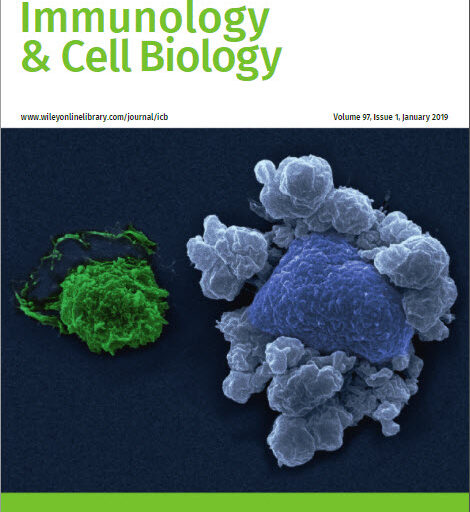 Early‐life exposure to gut microbiota from disease‐protected mice does not impact disease outcome in type 1 diabetes susceptible NOD mice